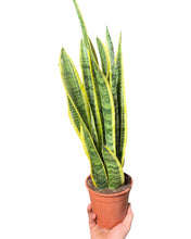 Lade das Bild in den Galerie-Viewer, Sansevieria trifasciata &#39;Laurentii&#39; - Root Houseplants
