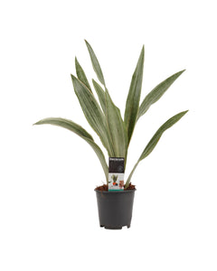 Sansevieria trifasciata 'Metallica' - Root Houseplants
