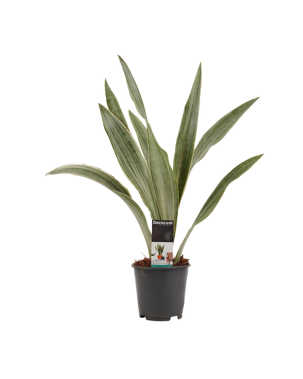Sansevieria trifasciata 'Metallica' - Root Houseplants