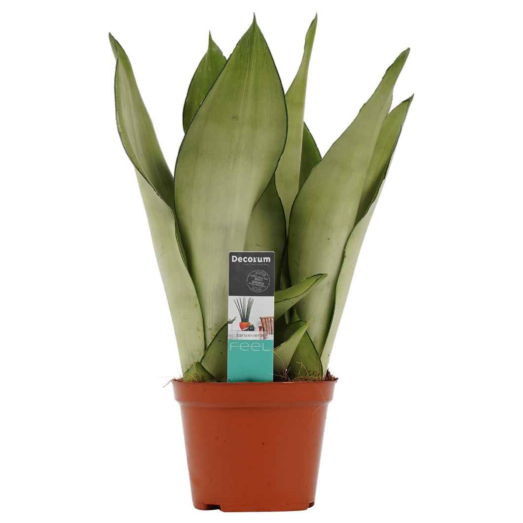 Sansevieria trifasciata 'Moonshine' - Root Houseplants