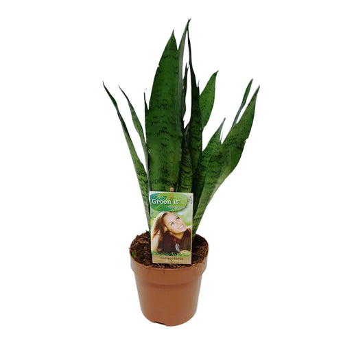 Sansevieria zeylanica - Root Houseplants