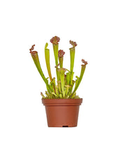 Lade das Bild in den Galerie-Viewer, Sarracenia &#39;Juthatip Soper&#39; - Root Houseplants
