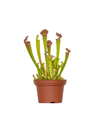 Sarracenia 'Juthatip Soper' - Root Houseplants