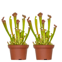 Lade das Bild in den Galerie-Viewer, Sarracenia &#39;Juthatip Soper&#39; - Root Houseplants
