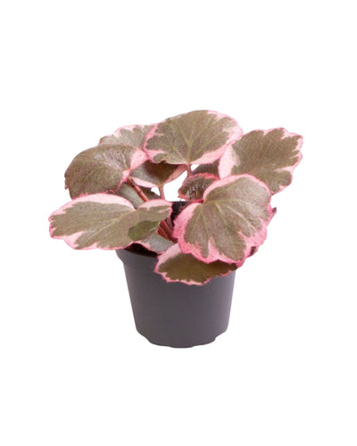 Saxifraga stolonifera tricolour - Strawberry Begonia - Root Houseplants