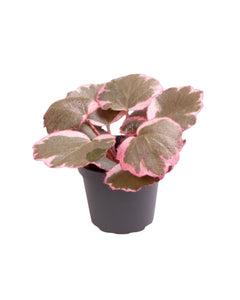 Saxifraga stolonifera tricolour - Strawberry Begonia - Root Houseplants