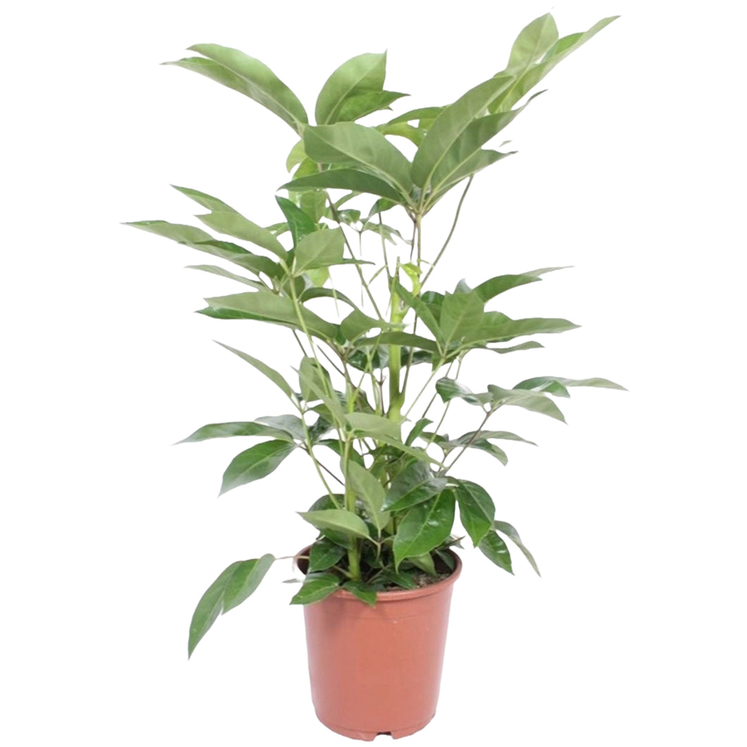 Schefflera actinophylla 'Amate’ - Root Houseplants