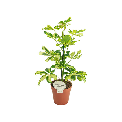 Schefflera arboricola 'Charlotte' (syn. Heptapleurum arboricola) - Root Houseplants