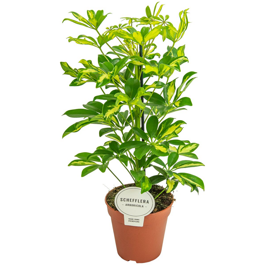 Schefflera arboricola 'Gerda' - Root Houseplants