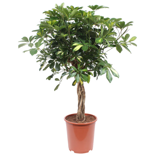 Schefflera arboricola 'Gold Capella' - Root Houseplants