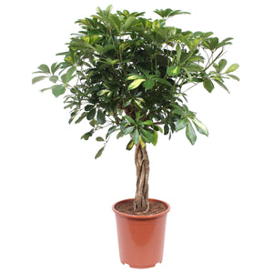 Schefflera arboricola 'Gold Capella' - Root Houseplants