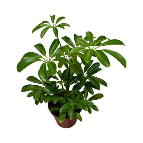 Schefflera arboricola 'Luseana' (syn. Heptapleurum arboricola) - Root Houseplants
