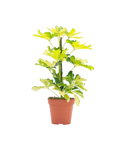 Schefflera arboricola 'Melanie' - Root Houseplants