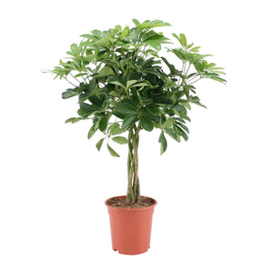 Schefflera arboricola 'Nora' (syn. Heptapleurum arboricola) - Root Houseplants