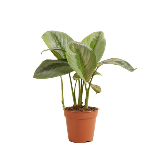 Schismatoglottis Silver Borneo - Root Houseplants