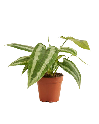 Schismatoglottis wallichii - Root Houseplants