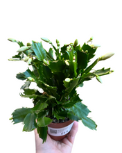 Load image into Gallery viewer, Schlumbergera truncata - Root Houseplants
