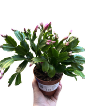 Load image into Gallery viewer, Schlumbergera truncata - Root Houseplants
