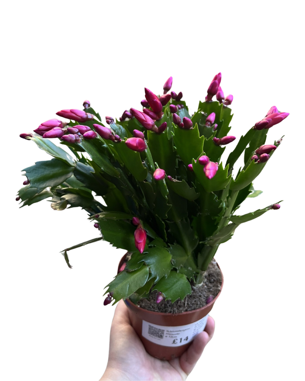 Schlumbergera truncata - Root Houseplants