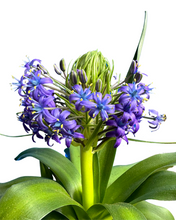 Lade das Bild in den Galerie-Viewer, Scilla peruviana - Root Houseplants
