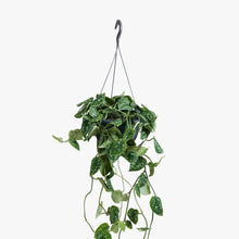 Charger l&#39;image dans la galerie, Scindapsus pictus &#39;Argyraeus&#39; - Satin Pothos - Root Houseplants

