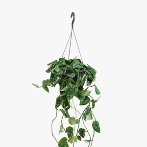 Scindapsus pictus 'Argyraeus' - Satin Pothos - Root Houseplants