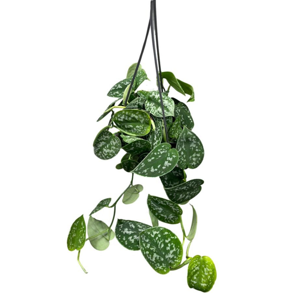 Scindapsus pictus 'Argyraeus' - Satin Pothos - Root Houseplants