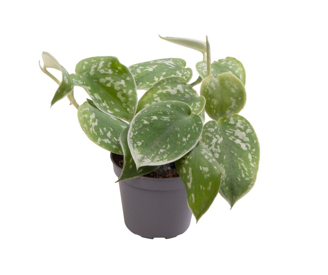 Scindapsus pictus 'Argyraeus' - Satin Pothos - Root Houseplants
