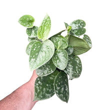 Lade das Bild in den Galerie-Viewer, Scindapsus pictus &#39;Silvery Ann&#39; - Root Houseplants

