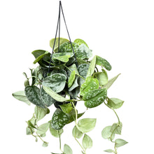 Lade das Bild in den Galerie-Viewer, Scindapsus pictus &#39;Silvery Ann&#39; - Root Houseplants
