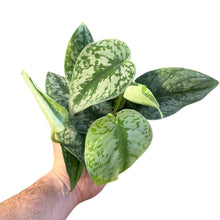 Lade das Bild in den Galerie-Viewer, Scindapsus pictus &#39;Trebie&#39; - Root Houseplants
