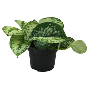 Scindapsus pictus 'Trebie' - Root Houseplants
