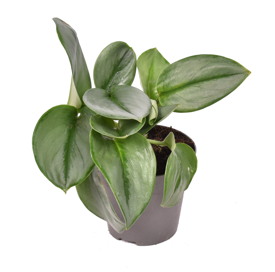 Scindapsus treubii 'Moonlight' - Root Houseplants