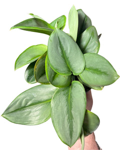 Scindapsus treubii 'Moonlight' - Root Houseplants