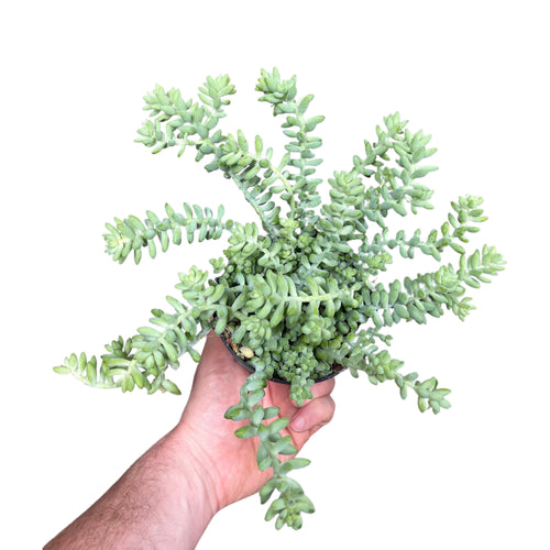 Sedum burrito - Root Houseplants