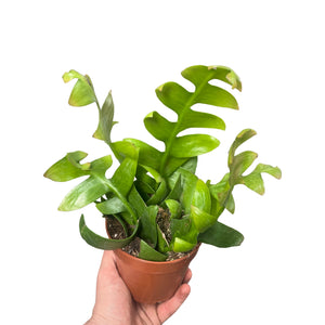 Selenicereus chrysocardium - Root Houseplants