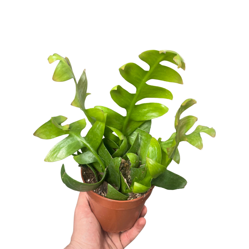 Selenicereus chrysocardium - Root Houseplants