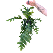 Lade das Bild in den Galerie-Viewer, Selenicereus chrysocardium - Root Houseplants
