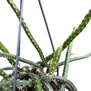 Selenicereus grandiflorus - Root Houseplants