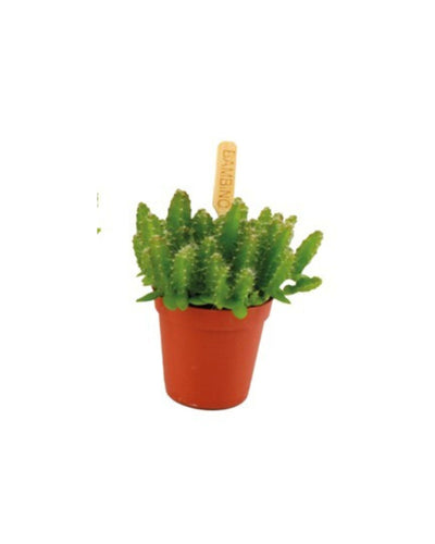 Selenicereus undatus - Root Houseplants