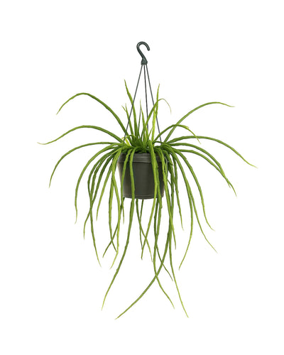 Selenicereus wercklei - Root Houseplants