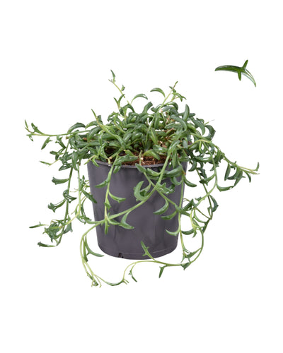 Senecio x peregrinus - String of Dolphins - Root Houseplants