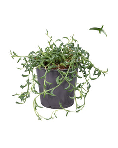 Senecio x peregrinus - String of Dolphins - Root Houseplants