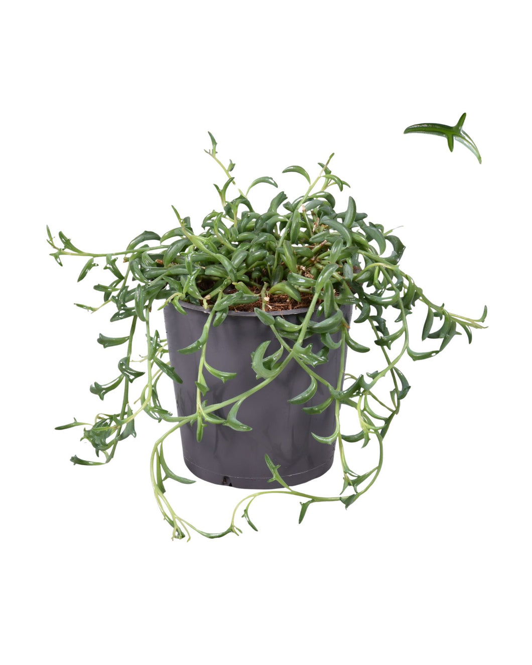 Senecio x peregrinus - String of Dolphins - Root Houseplants