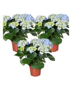 Hydrangea macrophylla - Early Series ('Hba 202911'PBR)