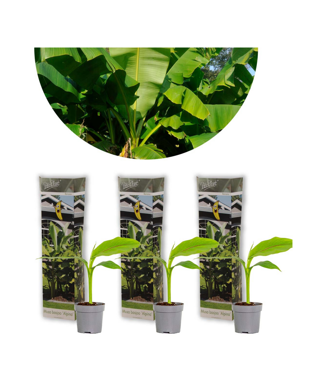 Musa basjoo - Pack of 3