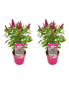 Buddleja davidii - Butterfly Candy