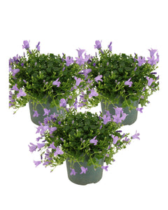 Campanula portenschlagiana Ambella Series ('Ptw1101'PBR)