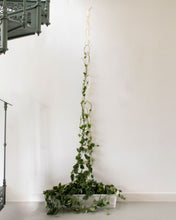 Load image into Gallery viewer, Brass Chain Plant Support

