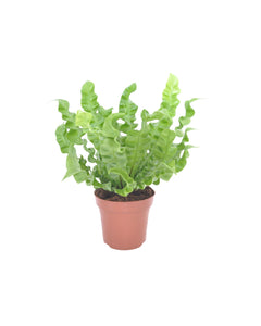 Asplenium nidus 'Crispy Wave'